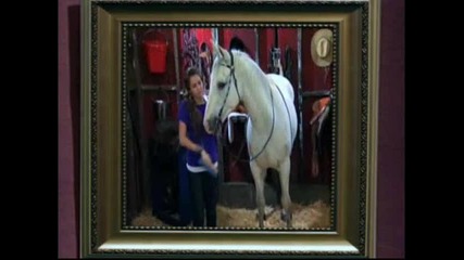 Miley Cyrus horse