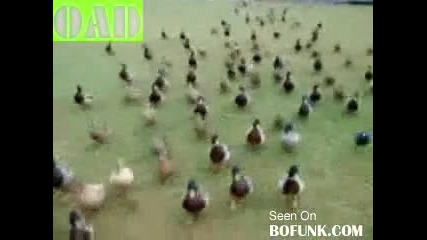Нападение от Патки