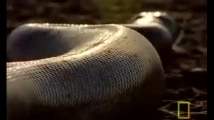 Super Snakes - Anacondas & Pythons 1/5 