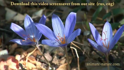 Planet Earth. Animate nature of Crimea. Relaxation Video and Music 