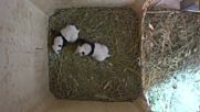 Двете бебета панди от Виенската зоологическа градина отвориха очи