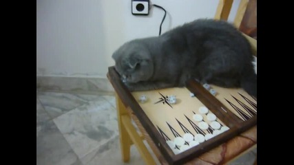Коте
