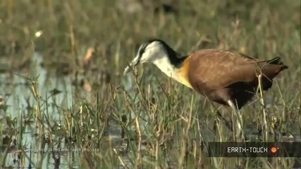 Water birds, forest life and termites on the move - Earth-touch Wildlife Highlights 20, 2011