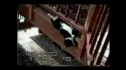 Компилация От Смешни Котки