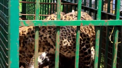 Спасяване на див леопард от кладенец