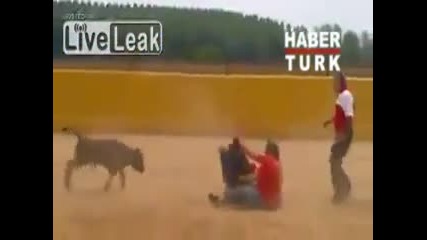 Отмъщението на бика