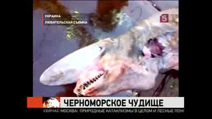 Чудовище заснето в Черно Море - Акула Таласъм ! 