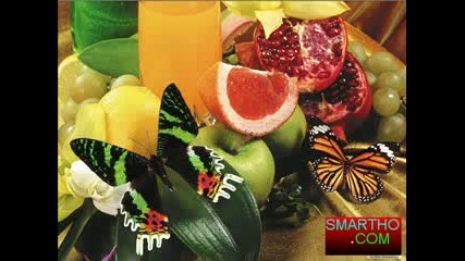 Super Best Butterfly Pictures Collection