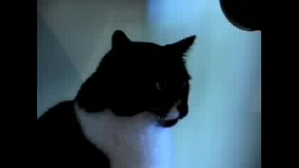 Black White Cat Fight