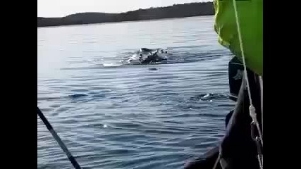 Момиче пощурява когато вижда кит в открито море
