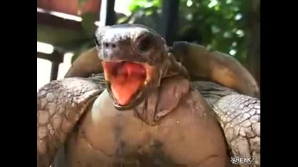 Как се размножават костенурките Смях