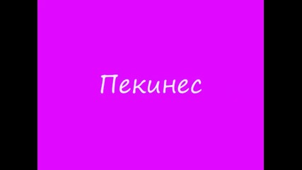 Топ 5 на най-сладките кученца