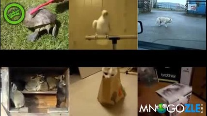 Животинско парти 