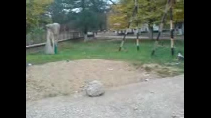 Barani