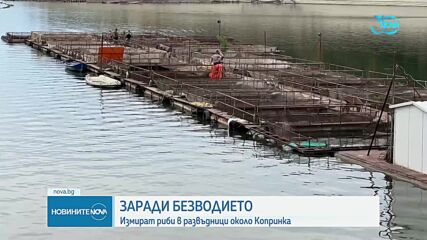 Десетки мъртви риби изплуваха в развъдник в язовир „Копринка”