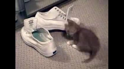 Котенце, Огледало И Обувки