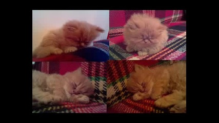 Картинки на котета 