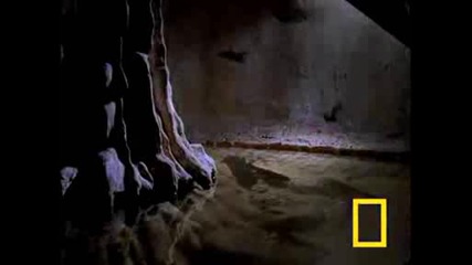 Vampire Bat vs Wrinkle Bat[national Geographic]