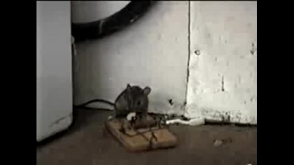 Първият мишок взема, Вторият взема и третия (невидим) [го сполетява капана] =dd
