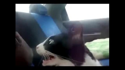 Реакцията на котка в Honda Civic Vtec Turbo