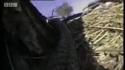 Кабо Кобрата ловува технично - Змията - Bbc Животните! 