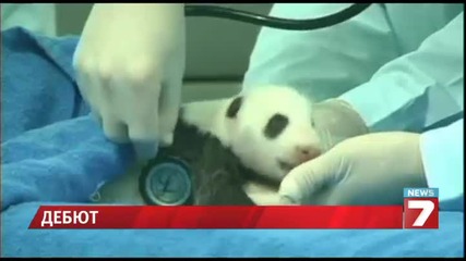 Бебе панда дебютира пред камерите