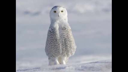 Красиви снимки от National Geographic 