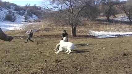 Казахстанска овчарка