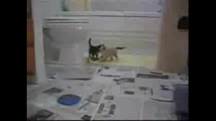 Very Funny Cats Part 5