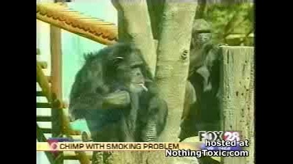 маймуна пуши яко 