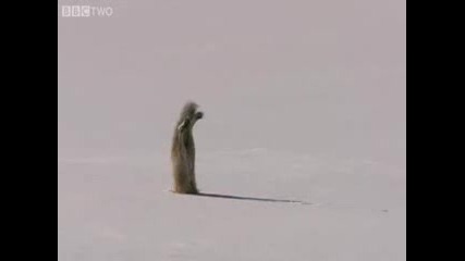 Winter Hunter