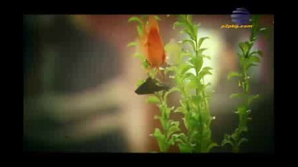 Елена - Не на мене тия Hq