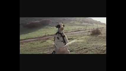 Карате Крава - Много Смешно Клипче! 