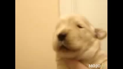[смях] Сладко куче се учи да свири с уста :д