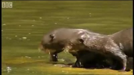 Search for Otters - Amazon Abyss - Bbc Earth 