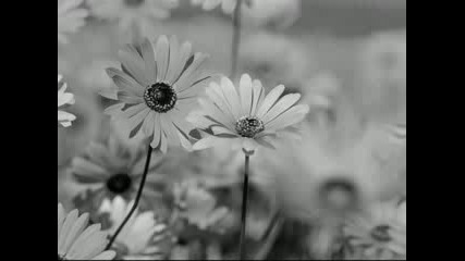 Scorpions - Miracle 