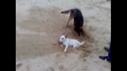Savic & Otto