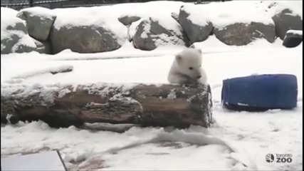 Малко полярно мече вижда сняг за пръв път!