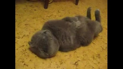 Малко Котенце Спи По Гръб