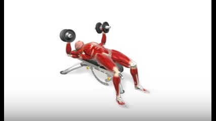 Exercise Videos- Flat Bench Dumbbell Fly