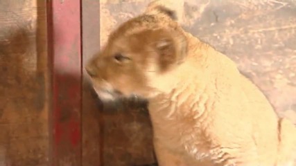 Russia: Masha the LIONESS cub befriends flock of lambs