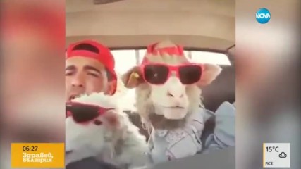 Човек и овце пеят в трио