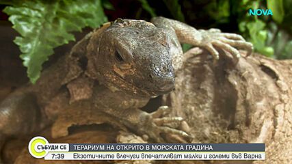 Пътуващ терариум показва екзотични влечуги във Варна
