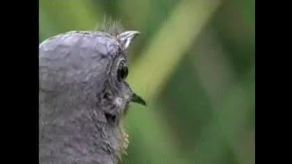 Невероятната птица Лира (имитираща звуци) Bbc wildlife 