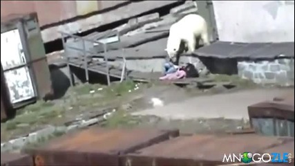 Рускиня атакувана от бяла мечка