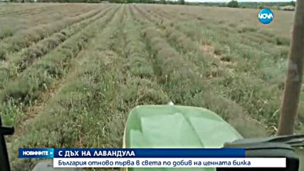 България – световен лидер в производството на лавандулово масло