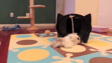 Котенце си играе :)