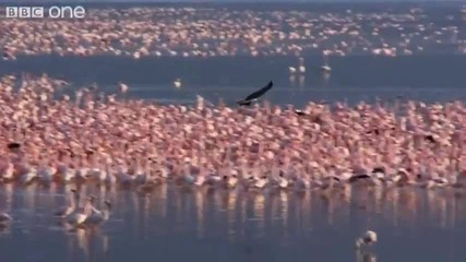 Орел Улавя Фламинго