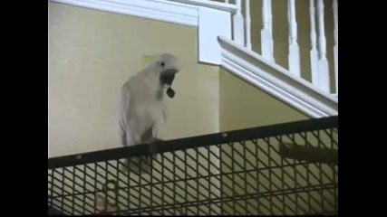 Умен папагал бяга от клетката (смях) 