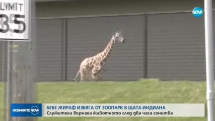 Бебе жираф избяга от зоопарк в САЩ